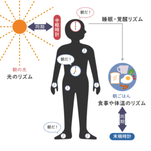 体内時計の説明グラフ１